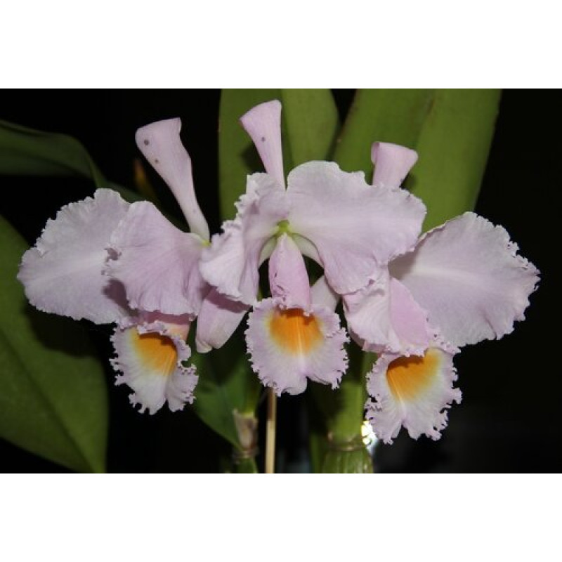 Оның кеудесін сипалап жатқанын қараңыз